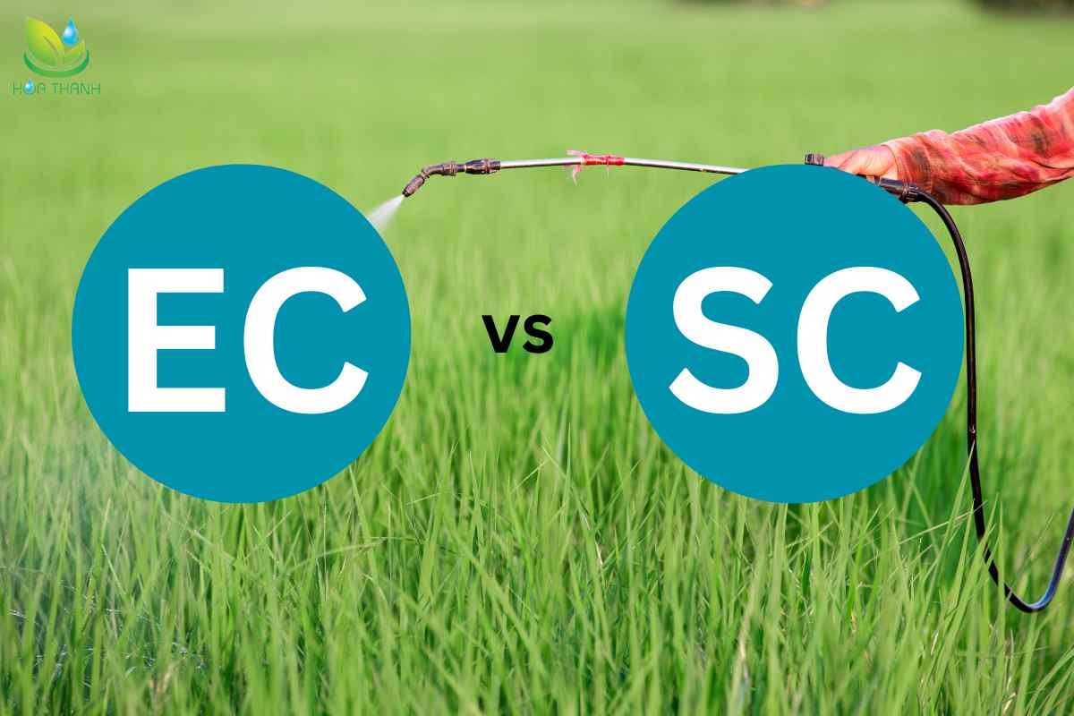 So sánh giữa EC và SC