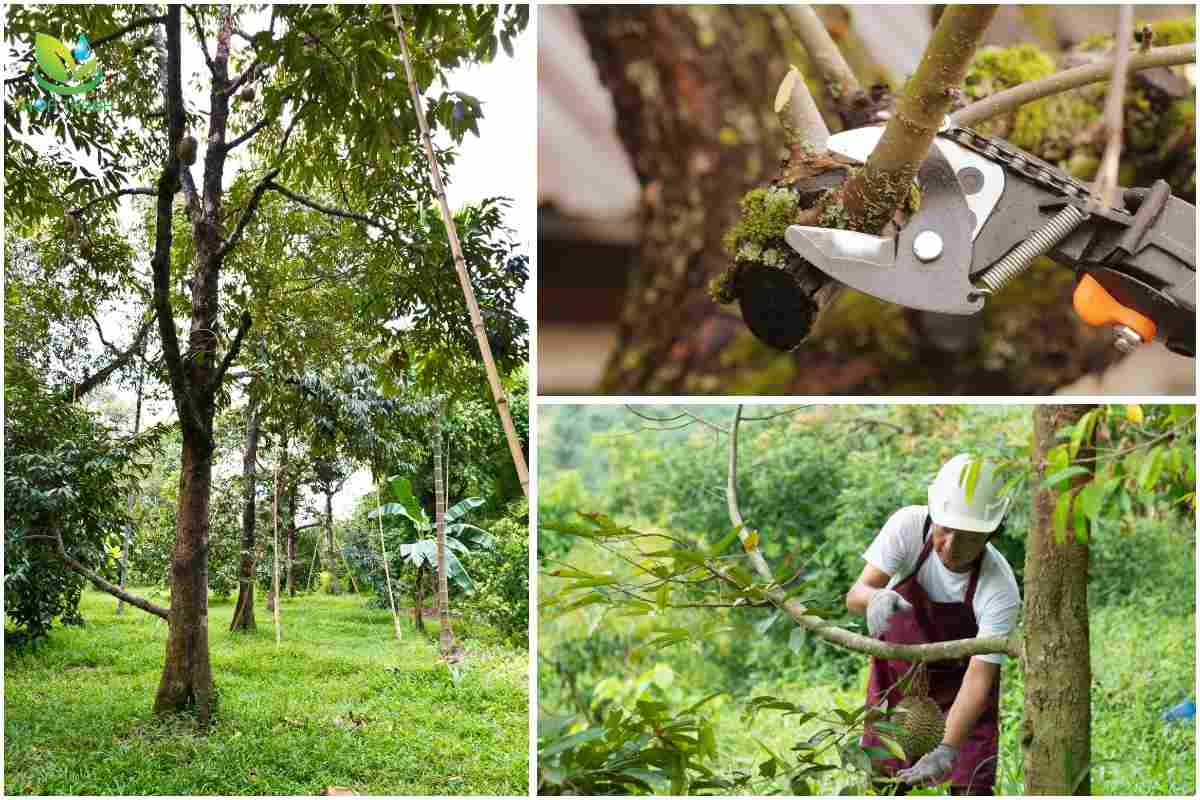 Cắt tỉa và tạo dáng cho cây sầu riêng