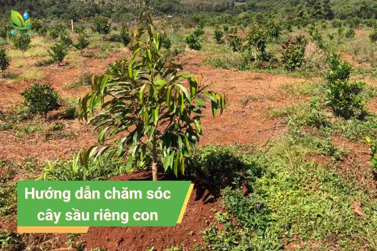 Chăm sóc cây sầu riêng con