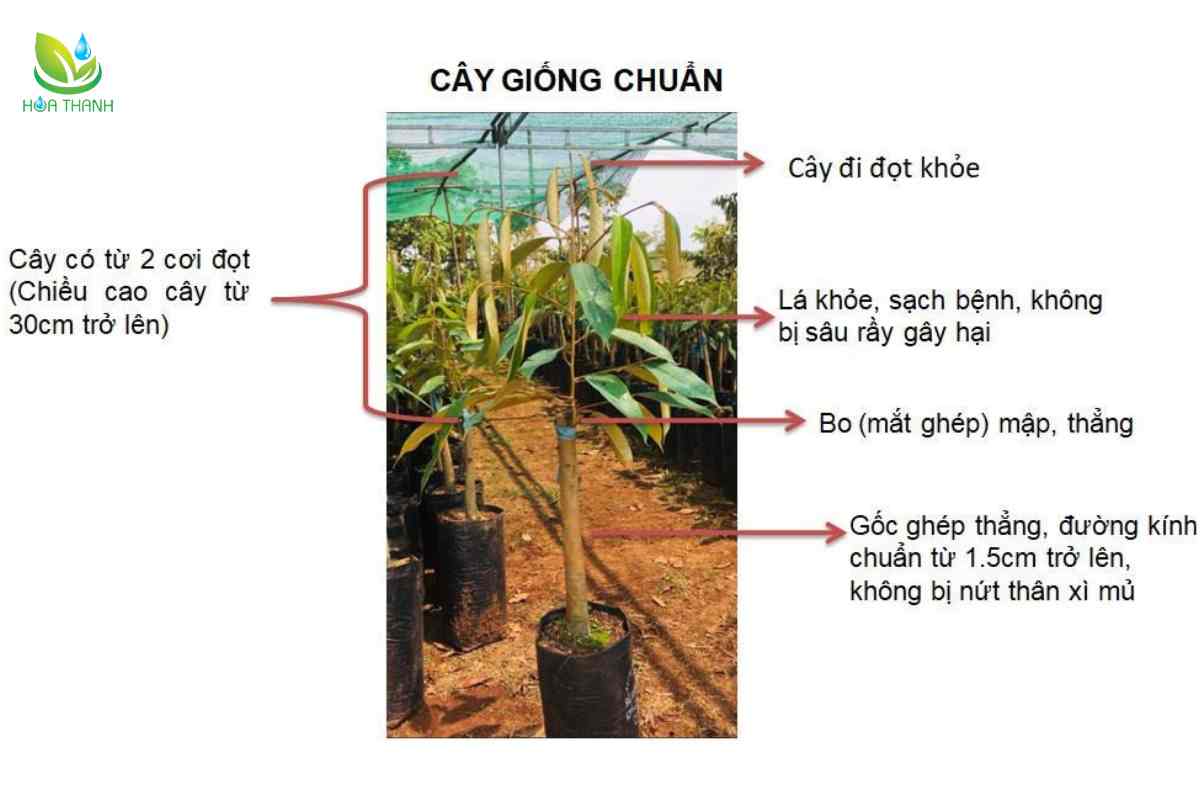 Chọn giống sầu riêng con