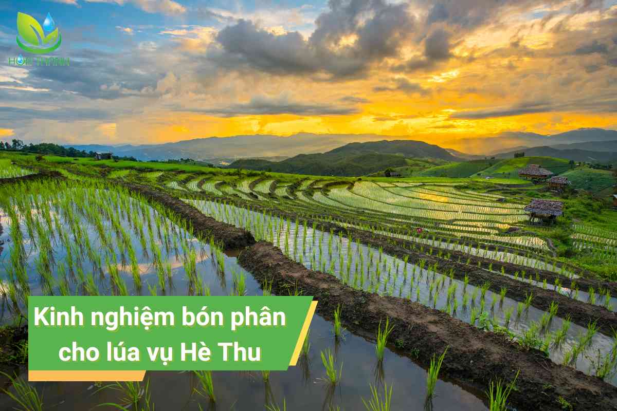 Bón phân cho lúa vụ Hè Thu