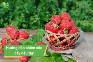 Cách trồng và chăm sóc cây dâu tây