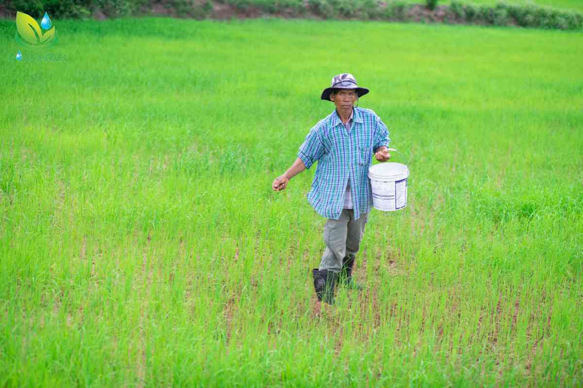 Kỹ thuật bón phân cho lúa vụ hè thu