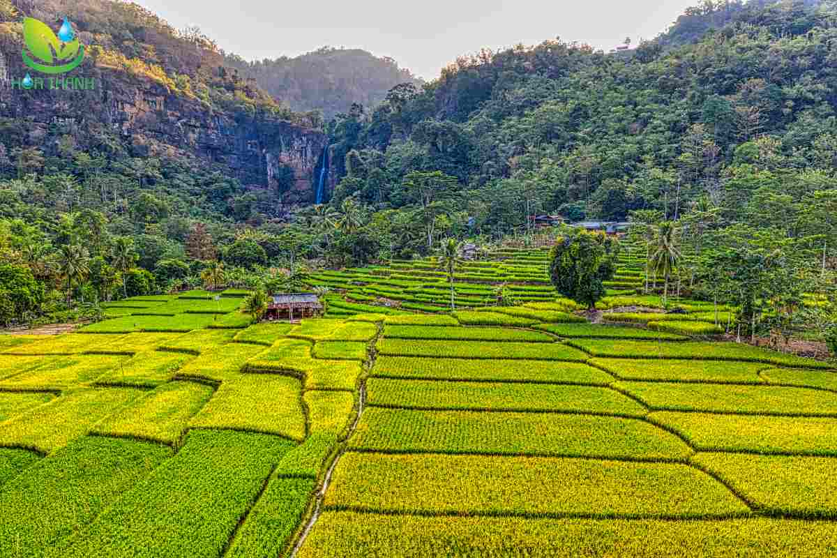 Những lưu ý quan trọng khi canh tác lúa vụ hè thu