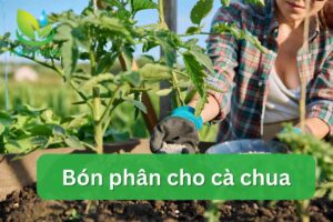 Bón phân cho cà chua