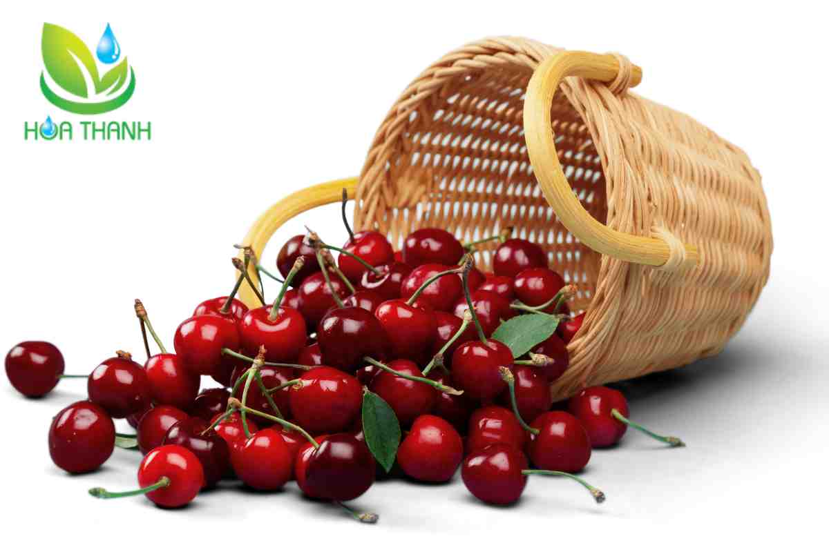 Đặc điểm của cherry