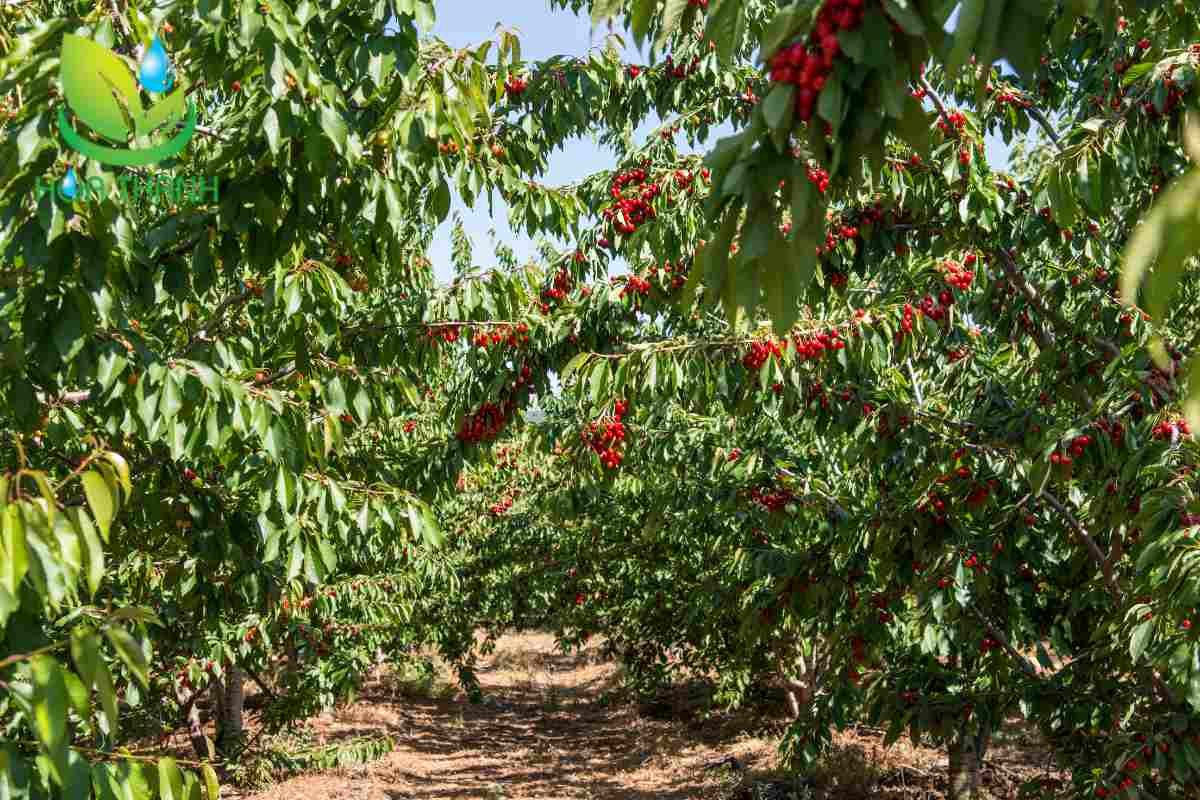 Điều kiện lý tưởng trồng cây cherry