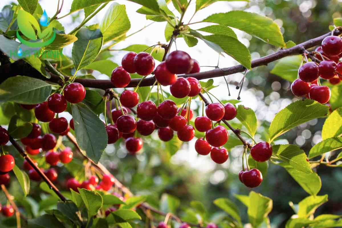 Kỹ thuật bón phân cho cây cherry