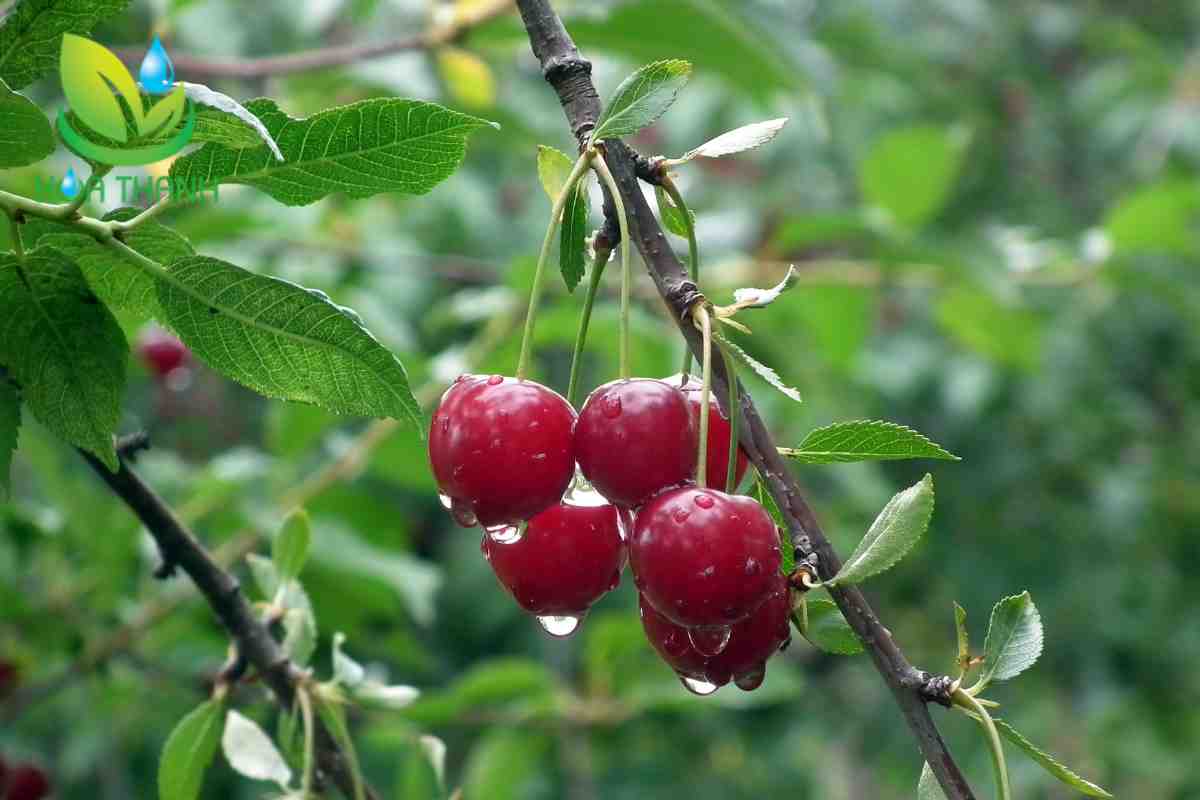 Kỹ thuật chăm sóc cây cherry cơ bản