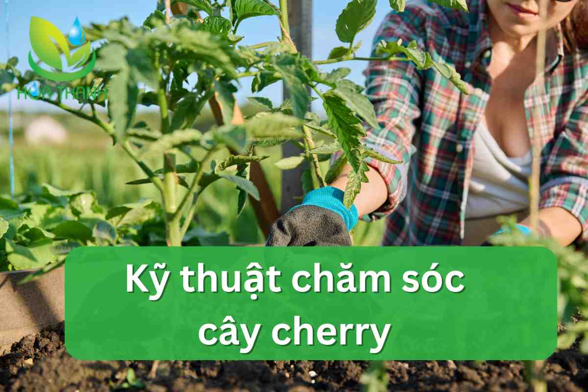 Kỹ thuật chăm sóc cây cherry