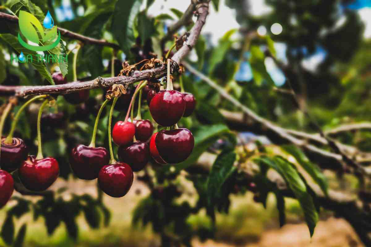 Phòng bệnh cho cây cherry