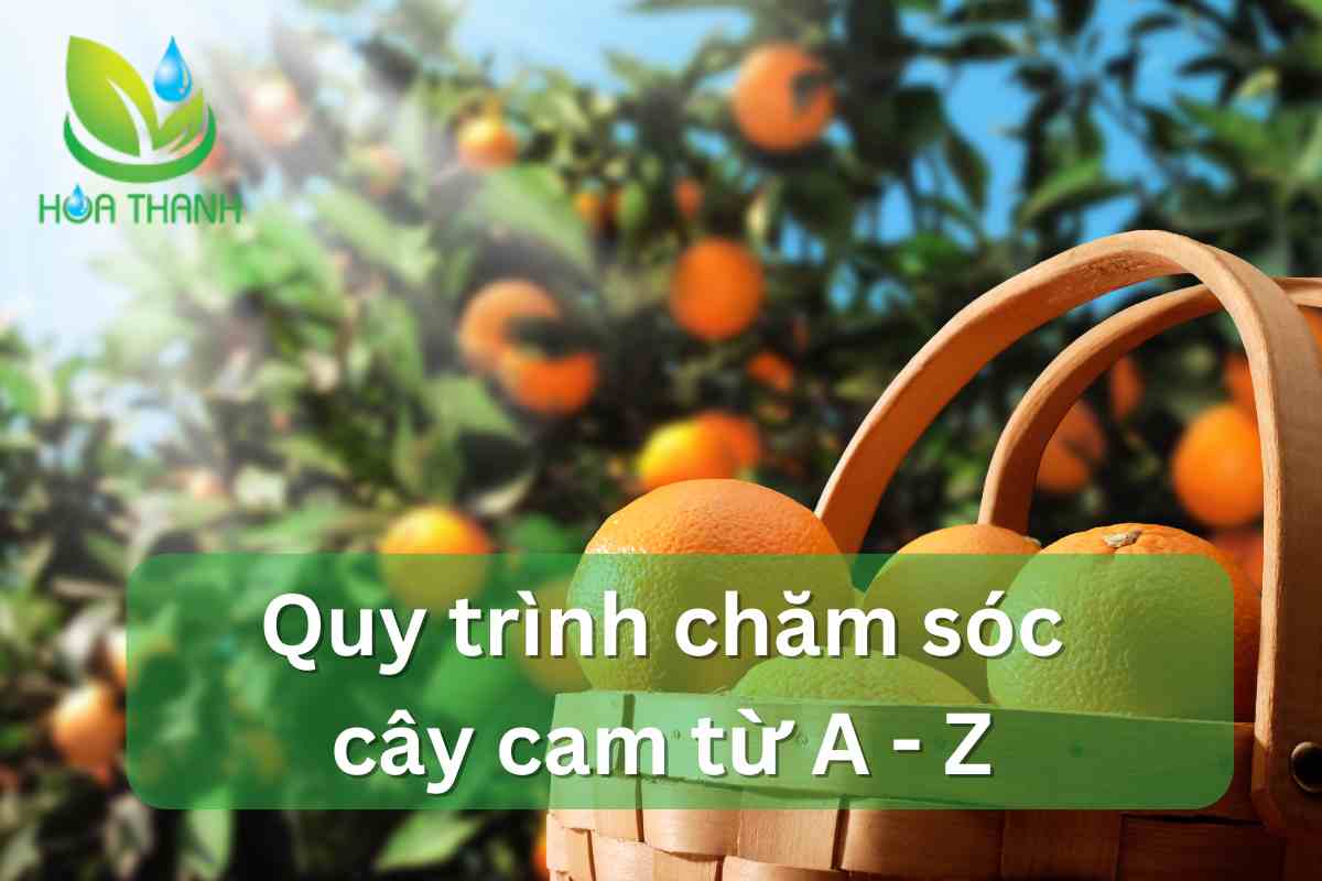 Quy trình chăm sóc cây cam