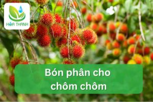 Bón phân cho chôm chôm