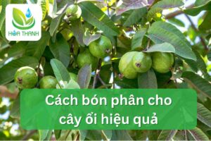 Cách bón phân cho cây ổi